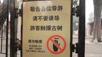 Foto: Pohon Berbentuk Naga karena Dipegang Kaisar China