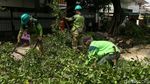 Antisipasi Tumbang, Dinas Kehutanan Pangkas Pohon Rindang