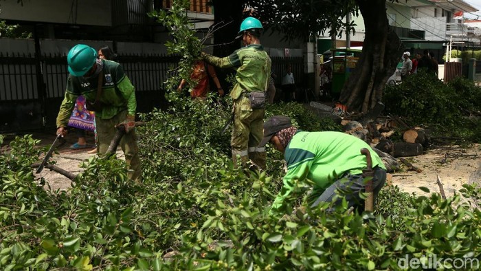 Dinas Kehutanan DKI Jakarta melakukan pemangkasan pohon di kawasan Tebet, Jakarta. Hal itu untuk mencegah pohon tumbang di musim hujan.