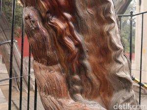 Liburan Imlek di China, Ada Kisah Pohon Naga di Shandong