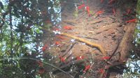 Udang merah yang terlihat jelas dari permukaan air (Afif Farhan/detikTravel)