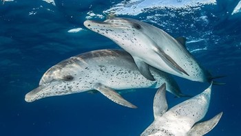 Pemenang pertama kategori Mirrorless Wide-Angle diraih oleh fotografer Eugene Kitsios asal Belanda dengan judul foto Spotted Dolphin. (Foto: Ocean Art Underwater 2018)