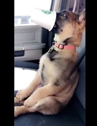 Ini Dia 'Puppucino' Minuman Kopi yang Lagi Tren dan Disukai Anjing Peliharaan 