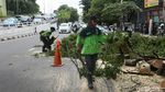 Antisipasi Tumbang, Dinas Kehutanan Pangkas Pohon Rindang