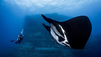 Pemenang pertama kategori Novie DSLR diraih oleh fotografer Alvin Cheung asal Hong Kong dengan judul foto Special Encounter. (Foto: Ocean Art Underwater 2018)