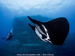 Karya Mengagumkan Jawara Ocean Art Underwater 2018