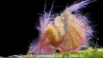 Pemenang pertama kategori Supermarco diraih oleh fotografer Edison So asal Malaysia dengan judul foto So Hairy Flames. (Foto: Ocean Art Underwater 2018)