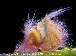 Karya Mengagumkan Jawara Ocean Art Underwater 2018
