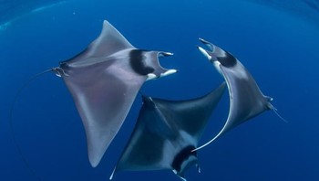 Jawara umum Ocean Art Underwater 2018 diraih oleh fotografer Duncan Murrel dengan judul foto Courting Devil Ray Ballet. Foto ini pun sekaligus menjadi pemenang pertama untuk di kategori Marine Life Behavior. (Foto: Ocean Art Underwater 2018)