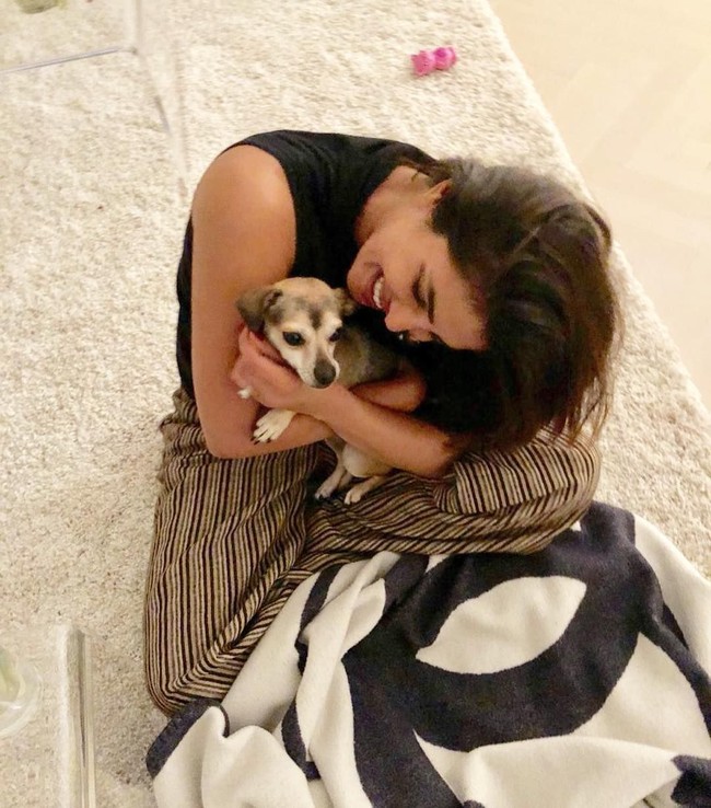 Tidur anjing chihuahua ini lebih hangat dengan selimut keluaran Chanel. Di eBay, selimut serupa dibanderol US$ 2.650 atau Rp 37 juta. Foto: Dok. Instagram @diariesofdiana