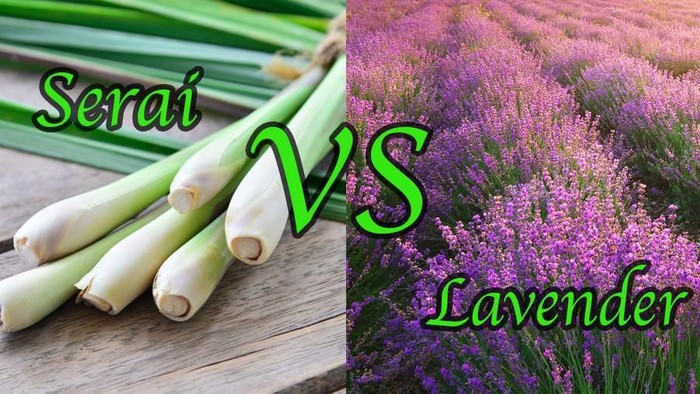 Serai Vs Lavender Mana Lebih Ampuh Usir Nyamuk