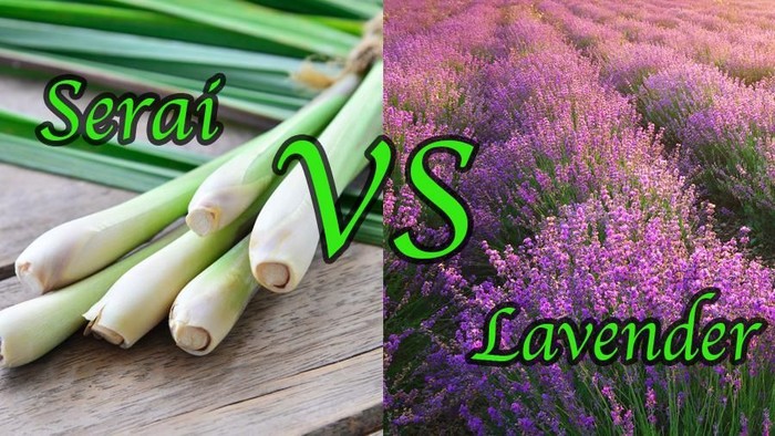 Kamu tim serai atau tim lavender? Kamu tim serai atau tim lavender?