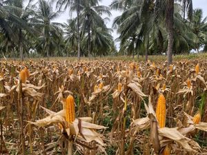 Ini yang Bikin RI Masih Bergantung Jagung Impor