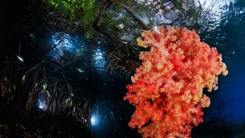 Pemenang pertama kategori Reefscapes diraih oleh fotografer Yen-Yi Lee asal Taiwan dengan judul foto Mangrove. (Foto: Ocean Art Underwater 2018)