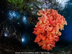 Karya Mengagumkan Jawara Ocean Art Underwater 2018