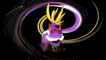 Pemenang pertama kategori Underwater Art diraih oleh fotografer Bruno Van Saen dengan judul foto Disco Nudi. (Foto: Ocean Art Underwater 2018)