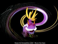 Karya Mengagumkan Jawara Ocean Art Underwater 2018