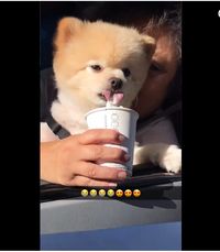 Ini Dia 'Puppucino' Minuman Kopi yang Lagi Tren dan Disukai Anjing Peliharaan 
