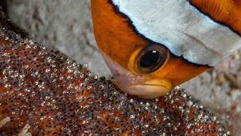 Pemenang pertama kategori Mirrorless Behavior diraih oleh fotografer Fabrice Dudenhofer asal Perancis dengan judul foto My Babies. (Foto: Ocean Art Underwater 2018)