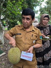 Heboh Durian Madu Racun, Beratnya 15 Kg dan Lezatnya Bikin Mabuk