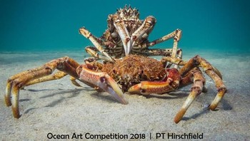 Pemenang pertama kategori Compact Marine Life Behavior diraih oleh fotografer PT Hirschfield asal Australia dengan judul foto Cannibal Crab. (Foto: Ocean Art Underwater 2018)