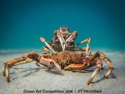 Karya Mengagumkan Jawara Ocean Art Underwater 2018