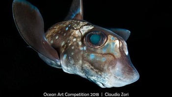 Pemenang pertama kategori Portrait diraih oleh fotografer Claudio Zori dengan judul foto Chimaera. (Foto: Ocean Art Underwater 2018)