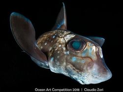 Karya Mengagumkan Jawara Ocean Art Underwater 2018