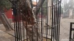 Foto: Pohon Berbentuk Naga karena Dipegang Kaisar China