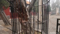 Kini dua pohon tersebut diberi pagar pembatas dan peringatan untuk tidak dipegang (Bonauli/detikTravel)