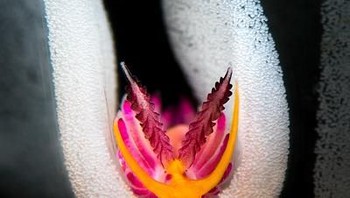 Pemenang pertama kategori Nudibranch diraih oleh fotografer Flavio Vailati asal Italia dengan judul foto Inside The Eggs. (Foto: Ocean Art Underwater 2018)