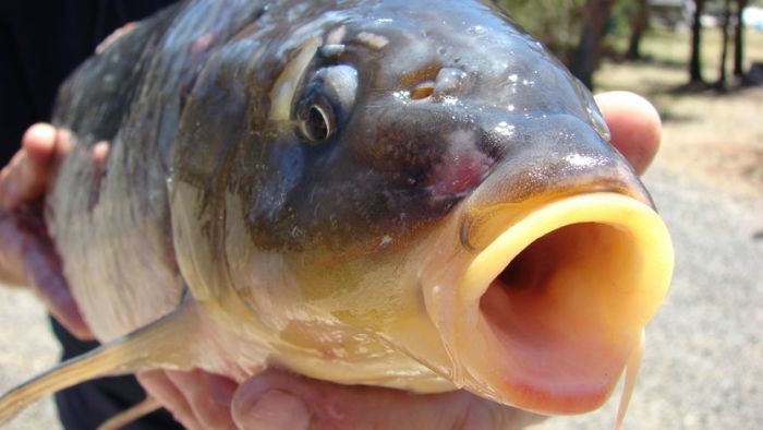 Gambar Ikan Mati Kartun