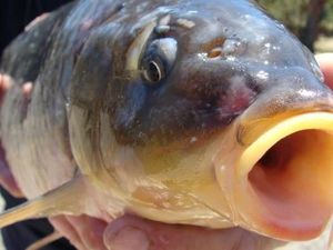Gurame Selamat dari Kematian Massal Ikan di Australia