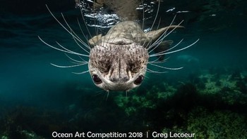 Pemenang pertama kategori Coldwater diraih oleh fotografer Greg Lecoeur asal Prancis dengan judul foto Grey Seal Face. (Foto: Ocean Art Underwater 2018)