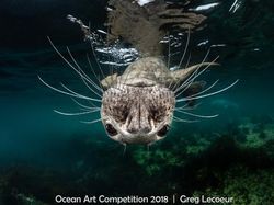 Karya Mengagumkan Jawara Ocean Art Underwater 2018