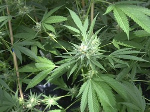 Resepkan Kue Ganja untuk Bocah 4 Tahun, Izin Praktik Dokter Dicabut
