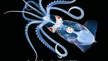 Pemenang pertama kategori Macro diraih oleh fotografer Jeff Milisen dengan judul foto Ancistrocheirus. (Foto: Ocean Art Underwater 2018)