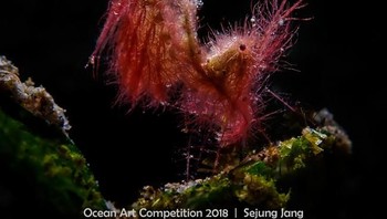 Pemenang pertama kategori Compact Macro diraih oleh fotografer Sejung Jang asal Korea Selatan dengan judul foto Hairy Shrimp. (Foto: Ocean Art Underwater 2018)