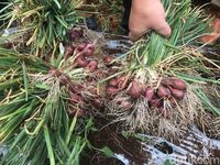 Bawang Merah Sakato dari Solok, Lebih Besar dan Harum Aromanya