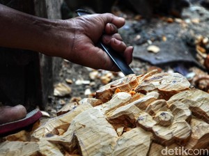 Berapa Harga Pohon Mahoni di Pasaran?