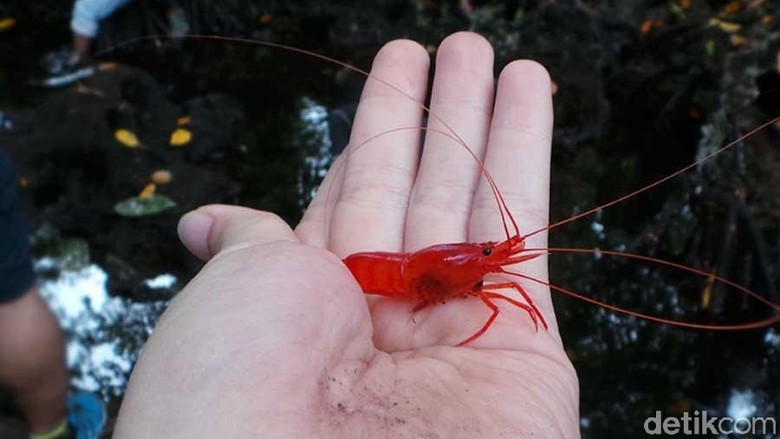 Foto: Udang merah yang dikeramatkan di Buton (Kurnia/detikTravel) Foto: Udang merah yang dikeramatkan di Buton (Kurnia/detikTravel)