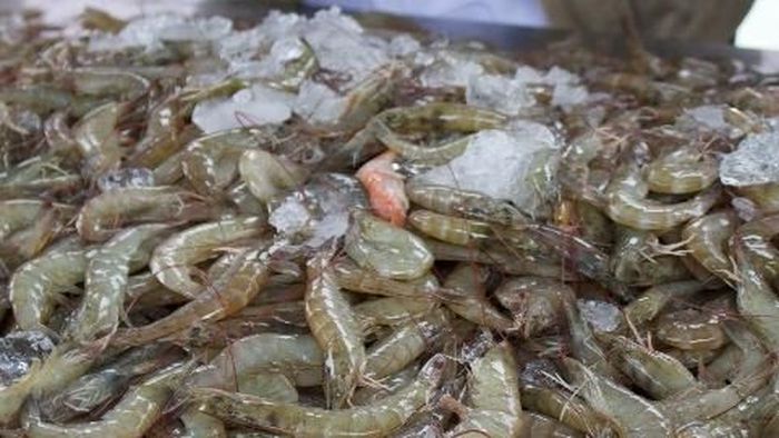 Ada Asuransi Buat Petambak Udang, Berapa Iurannya?