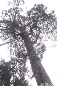 (Bonauli/detikTravel)