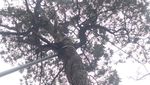 Foto: Pohon Berbentuk Naga karena Dipegang Kaisar China