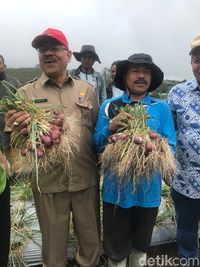 Bawang Merah Sakato dari Solok, Lebih Besar dan Harum Aromanya