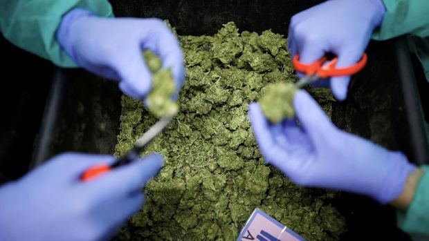 Pertama di Australia, Canberra Legalkan Kepemilikan Ganja
