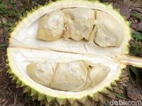 Heboh Durian Madu Racun, Beratnya 15 Kg dan Lezatnya Bikin Mabuk