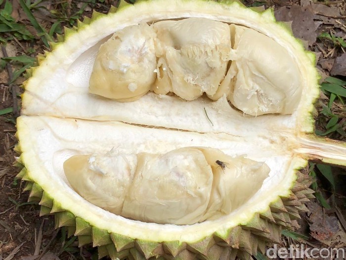 durian madu racun