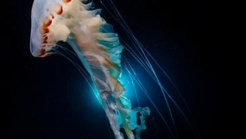 Pemenang pertama kategori Compact Wide-Angle diraih oleh fotografer Melody Chuang asal Taiwan dengan judul foto Dancing Jellyfish. (Foto: Ocean Art Underwater 2018)