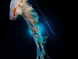 Karya Mengagumkan Jawara Ocean Art Underwater 2018